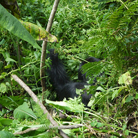 Photo de Rwanda - Parc national des volcans
